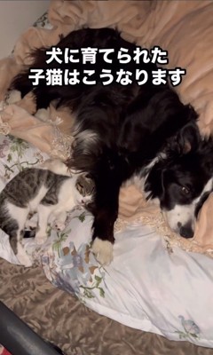 スパイク君の腕枕ですやすや…
