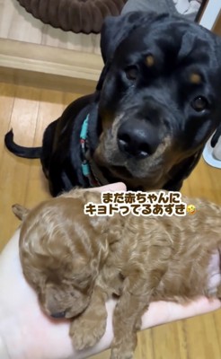 「この子はなに？」