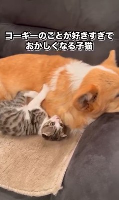 「ねえねえ、構って～」