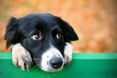 悲しそうな犬