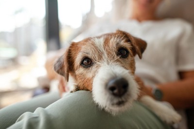 人のひざに乗る犬