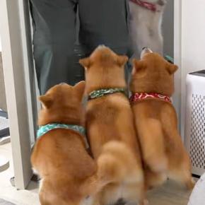 『お兄ちゃん、帰ってくるって』息子の帰省でソワソワする4匹の犬→ドアを開けた瞬間…想像を超える『再会の光景』が77万再生「なんて羨ましい」