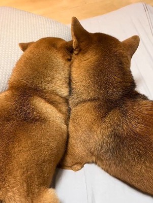 仲良く寄り添う姉弟