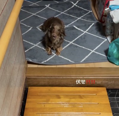 『飛びつかない練習』をする犬→帰宅後、ドアを開けると玄関で…あまりにも健気な『尊い光景』が14万再生「癒しでしかない」「ただただ愛おしい」