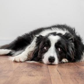 犬からの信用を失う『タブー行為』4選　飼い主のことを信頼していないワンコがみせるサインとは？