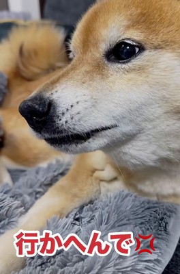 「散歩なんて行かない!!」