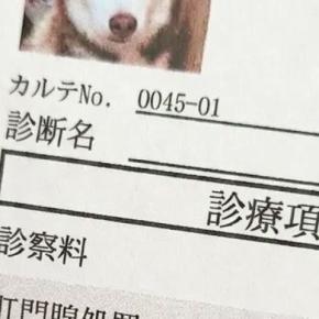 大嫌いな『肛門腺絞り』をする大型犬→終わった後『カルテ用の顔写真』を撮影され…まさかの『グレてしまった表情』に8万いいね「ブチギレで草」