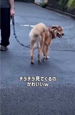振り返る犬3