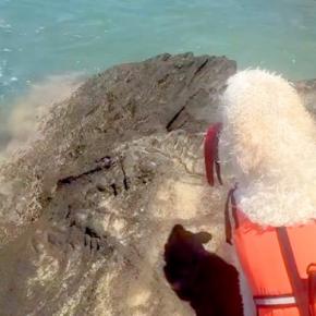 海水浴を楽しんでいたら、大型犬が『ママが危ないかもしれない』と勘違いして…愛を感じる『救出の光景』が56万再生「かっこいい」「愛おしい」