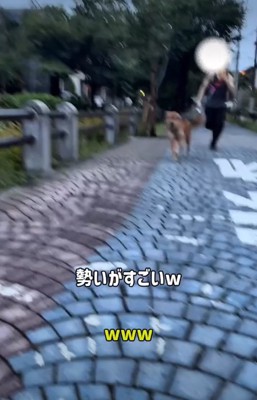 走る犬2