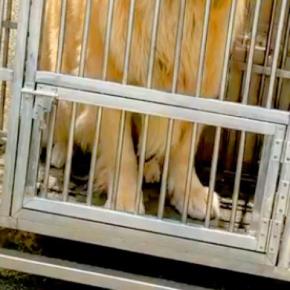 炎天下で狭い檻に閉じ込められ『虐待された大型犬』→蹴られても我慢していて…思わず涙する『保護後の変化』が135万再生「頑張った」「幸せに」