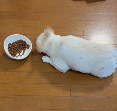 食っちゃ寝するアビーちゃん