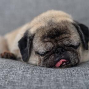 犬が『いびき』をかく原因7選 放っておいて大丈夫?病気の可能性や受診の目安まで