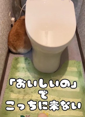 おやつにも釣られない…