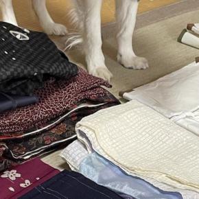 着物の整理をしていたら、犬が『遊びたい』と訴えてきて…想定外だった『強硬手段』と『表情』に2万いいね「目キラキラで草」「無視できん」