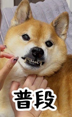 散歩へ誘われたとき