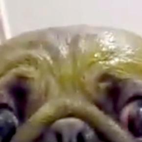 全身緑になるパックをした犬→『お洒落なことをした』と思ったら…納得せざるを得ない『秀逸なあだ名』に爆笑「既視感」「千と千尋出てました？」