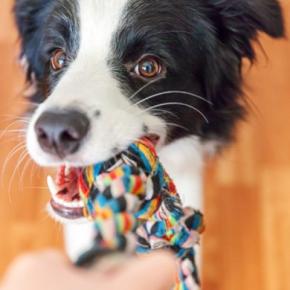 犬が『飼い主と一緒にしたいこと』4つ　愛犬との仲をより深めるにはどうしたらいいの？
