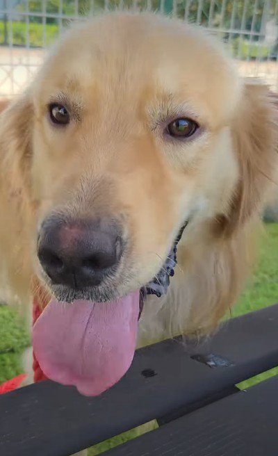 炎天下で狭い檻に閉じ込められ『虐待された大型犬』→蹴られても我慢していて…思わず涙する『保護後の変化』が135万再生「頑張った」「幸せに」