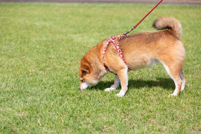 地面を嗅ぐ、柴犬