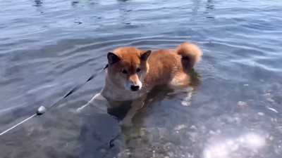 絶望の表情でフリーズ!