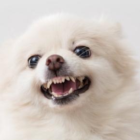犬が『イライラしている』ときにみせるサイン7選　不満が溜まってしまう原因や対処法まで