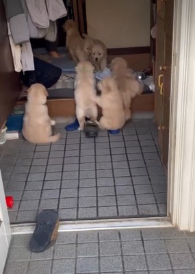 よいしょ、よいしょ!