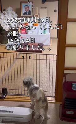 りんごちゃんも虹の橋へ
