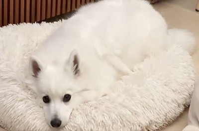 フンッ