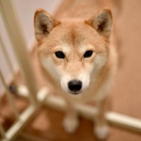 『寿命が長い』といわれている犬種4選 愛犬の健康寿命を延ばすための育て方とは?