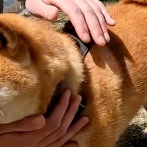 2匹の犬が『好みのタイプのお兄さん』に撫でられた結果→まるで乙女?『恋をしているかのような表情』に反響「幸せになった」「なんて可愛い」