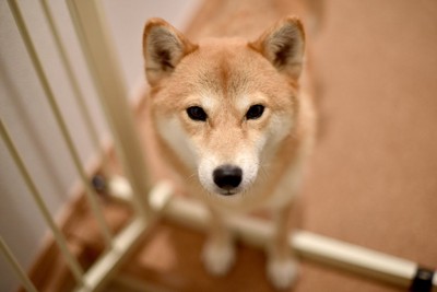 柴犬