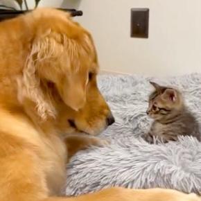 台風で『親猫と生き別れた保護子猫』を大型犬に会わせた結果→『大丈夫かな』と見ていたら…尊すぎる光景が244万再生「優しさ満載」「愛おしい」