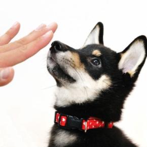 犬に『ダメ』を教えるときの間違ったしつけ4選 正しい叱り方とは?愛犬に伝わりやすい指示の出し方まで