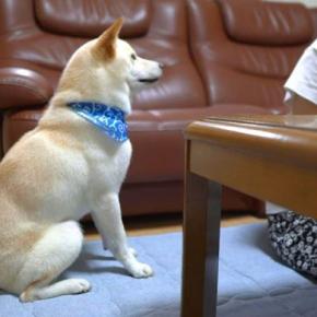 娘の勉強中、イタズラをして怒られてしまった犬→『ごめんなさいのやり方』を教えてあげたら…あまりにも尊い行動に反響「いい子」「涙出てきた」