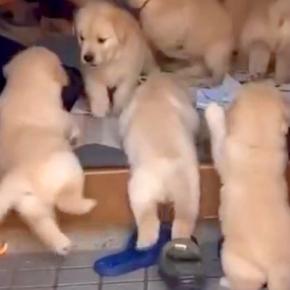 玄関先にいた7匹の子犬→ご飯のため『お皿をカンカン鳴らした』結果…天国のような『わちゃわちゃな光景』が14万再生「反則」「モフモフ大渋滞」