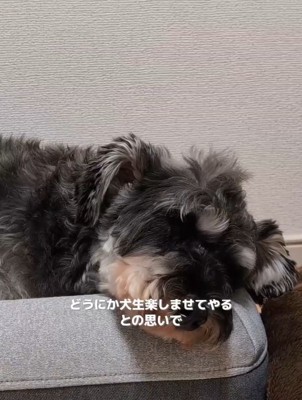 感情を出さないルアナちゃん