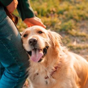 犬が『飼い主の足に体をスリスリする』心理5つ　甘えているの？適切な対応まで解説