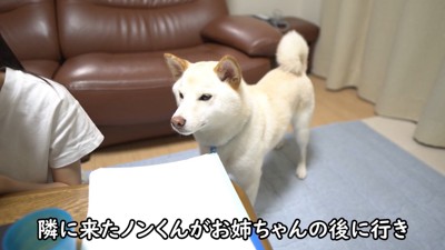 構ってほしそうなノンくん