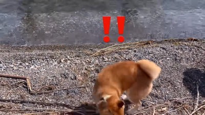 波にビビりまくり!