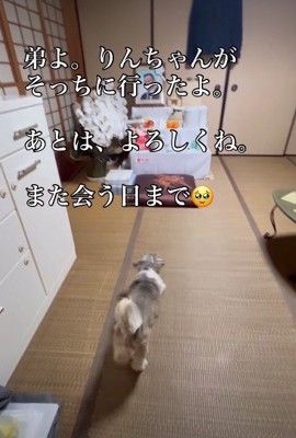 飼い主さんに会えたかな?