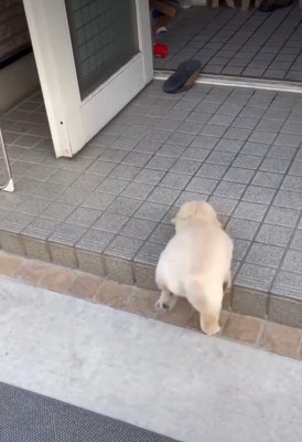 一生懸命に段差と格闘