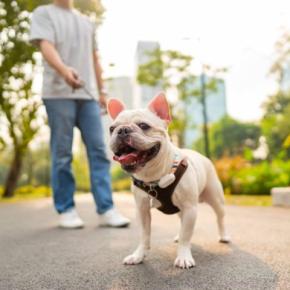 犬にとって『最適な散歩コース』とは?ルート選びのポイントや安全かどうかを判断する方法まで