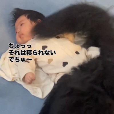 犬の尻尾が顔に触れる赤ちゃん