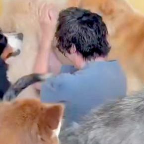 大型犬カフェに『元スタッフ』が来た結果→1年ぶりの再会で、大量の犬たちが…想像以上の光景に8万いいね「埋もれてるｗ」「性格出てて可愛い」