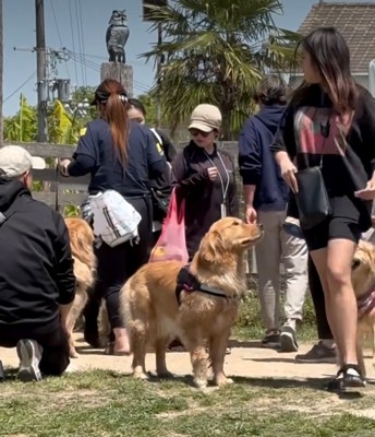 前を通る人を眺める犬