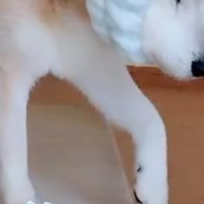 18歳のおじいちゃん犬が頭をぶつけないために『手作りのヘッドギア』をつけてみた結果…あまりに愛おしい光景が31万再生「可愛すぎて泣ける」