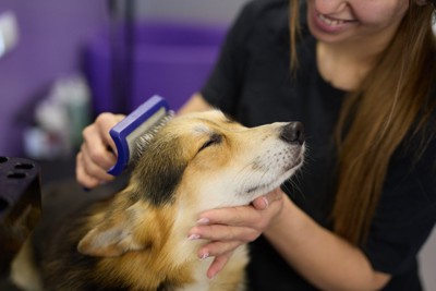 ブラッシングされている犬