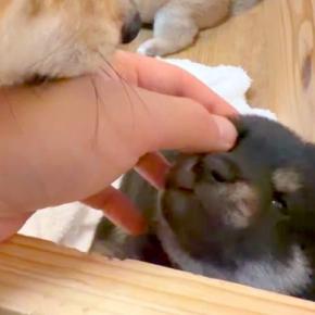 生後20日の赤ちゃん犬を撫でていたら『母犬』がやってきて…想定外だった『まさかの行動』に7万いいね「なんて可愛いお母さん」「気持ちわかる」