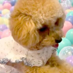 犬が『初めて大量のボールに囲まれた』結果→怖くなってしまい、妹犬に…必死すぎる『まさかの対処法』に爆笑「兄の権力ｗ」「あとで謝ろっかｗ」